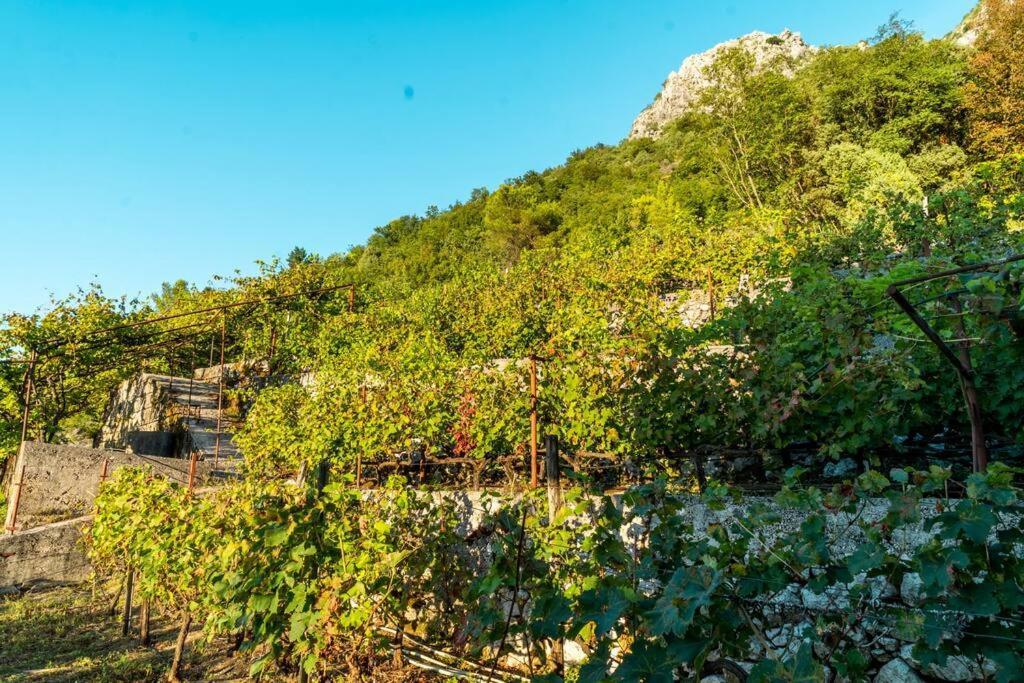 Pavle'S Oasis Βίλα Virpazar Εξωτερικό φωτογραφία